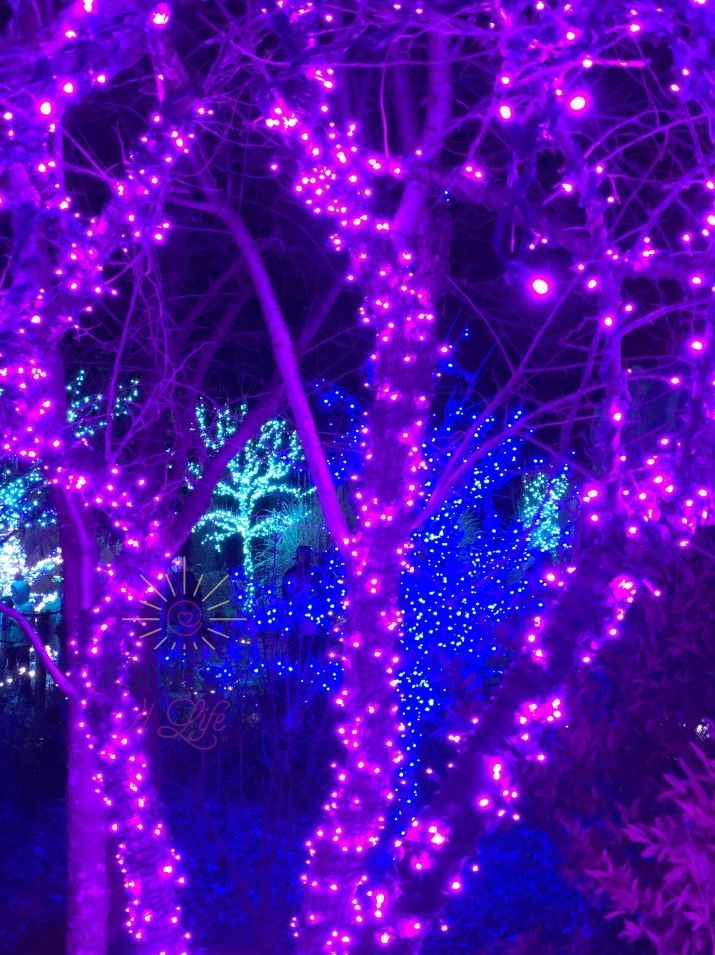 This is an image of Christmas lights on a tree. There are purple an pink tones. The lights are on a tree at Tusa Botanic Garden for The Garden of Lights